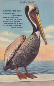 Pelicans Florida Big Bill Florida