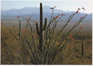 Arizona Ocotillo Cactus In Bloom