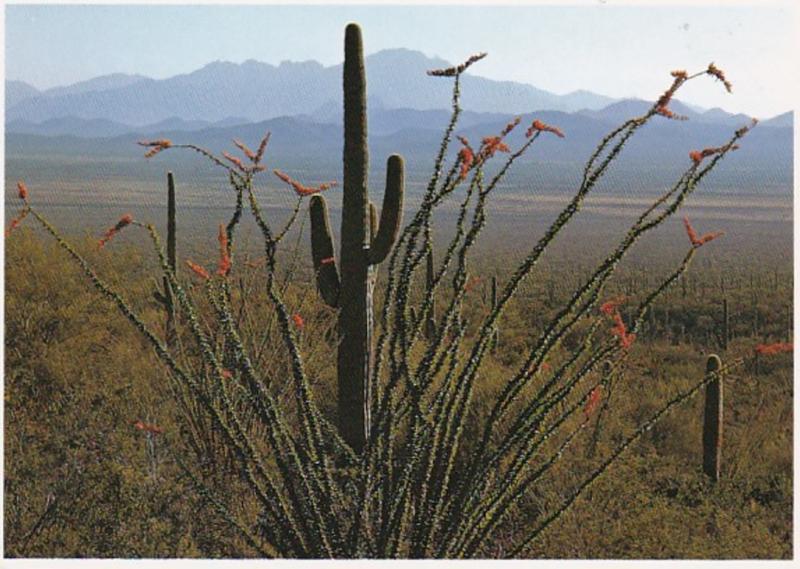 Arizona Ocotillo Cactus In Bloom