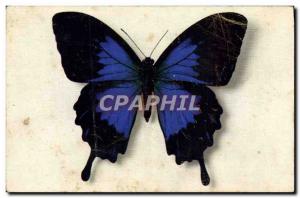 Old Postcard Butterfly Papilio Tlegonus Java