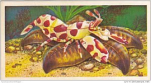 Brooke Bond Vintage Trade Card Incredible Creatures 1986 No 18 Clown Shrimp