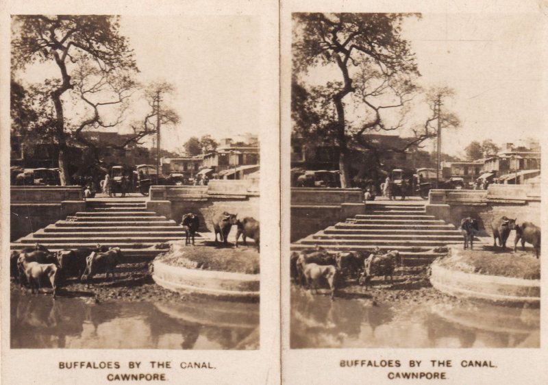 Buffaloes Of The Canal Cawnpore 2x Old Cigarette Card s