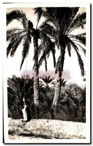 Postcard From Old Gabes Harvest legmi
