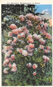 lot 22 mountain rhododdendron in bloom usa asheville