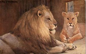 TUCK OILETTE Animal Studies Lions c1910 Postcard