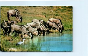 Postcard - Wilderbeestes, African Wild Life - Africa