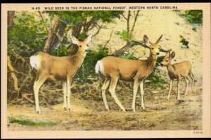 Western North Carolina Wild Deer in the Pisgah National Forest - LINEN