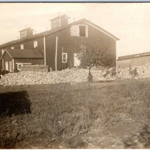 c1910s Farm Giant Pumpkin Pile? RPPC Harvest Barn Cow Real Photo PC Squash A128