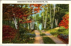 Postcard ROAD SCENE Selinsgrove Pennsylvania PA AM0708