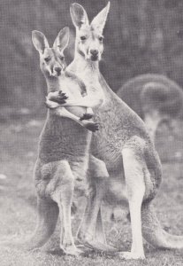 Dont Slaughter Us Animal Kangaroo Australia House RPC Postcard