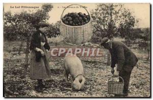 Postcard Old Pig Pig Folklore Lot flavors of truffles