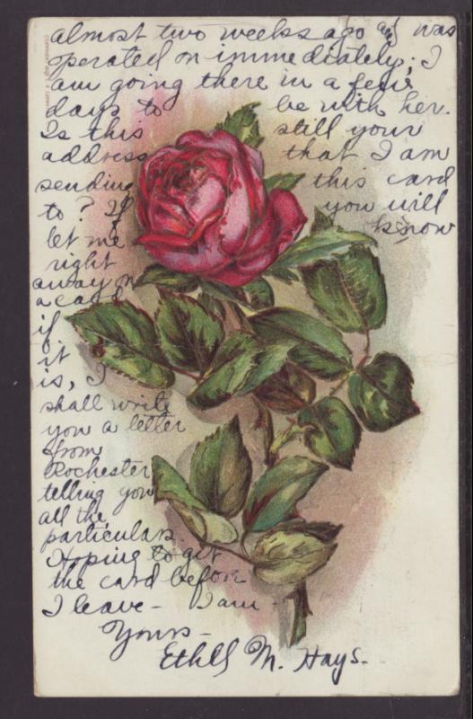 Roses Postcard