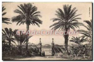 Postcard Old Algiers between the garden Marengo