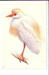 Cattle Egret, North Amer4ican Birds, Reader's Digest