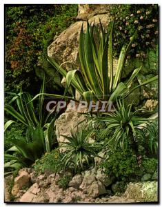 Postcard Modern Colors And Light From France The Cote d & # 39Azur Jardin Fleuri