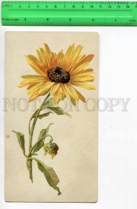 272183 Sunflower by C. KLEIN Vintage lithography POSTER 