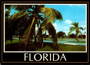 Florida Graceful Coconut Palms In Southern Florida