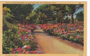 California San Francisco Path Of Rhododendrons Golden Gate Park