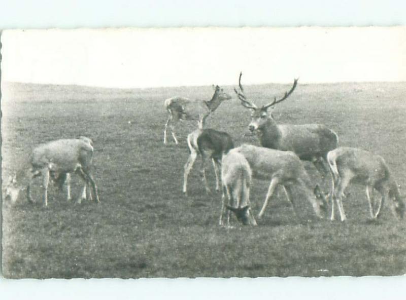 rppc 1958 Deer Herd OTTERLO NEAR ARNHEM IN GELDERLAND NETHERLANDS AC8129