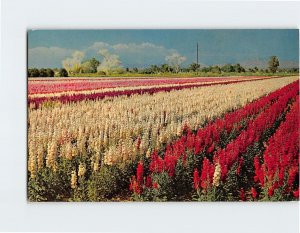 Postcard - Japanese Flower Gardens - Phoenix, Arizona