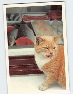 Postcard Catch Watching Cute Orange Cat