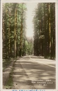 Cathedral Grove near Cameron Lake BC Vancouver Island c1954 RPPC Postcard G7