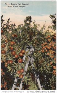Apple Tree In Full Bearing Hood River Oregon