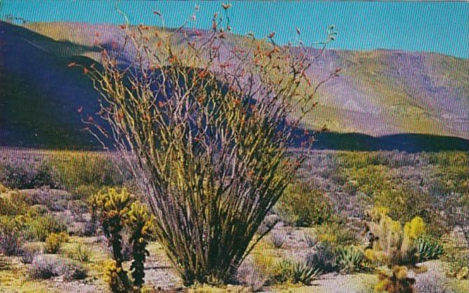 Ocotillo Cactus In Bloom