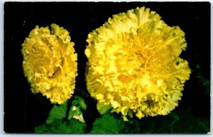 Postcard - Begonia-Ruffles Camellia-Yellow, Antonelli Bros. Begonia Gardens - CA