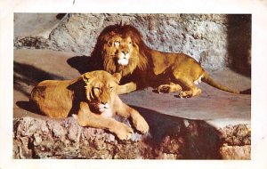 African Lion and Lioness San Diego Zoo, California, USA Unused tab marks on c...