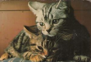 Charm kitties cats atypical format sweeden postcard 11x17cm