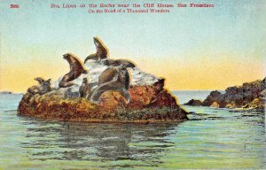 SAN FRANCISCO CA~SEA LIONS ON ROCKS NEAR THE CLIFF HOUSE-NEWMAN 1910s POSTCARD