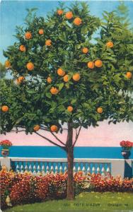 France Orange tree Cote d`Azur postcard