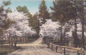 North Carolina Southern Pines Springtime Albertype