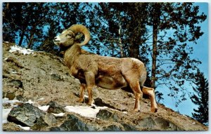 Postcard - Rocky Mountain Bug Horn Sheep, Montana, USA 