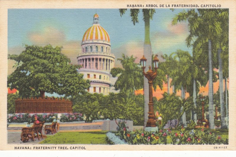 P1932 vintage postcard havana fraternity tree, capitol cuba unused