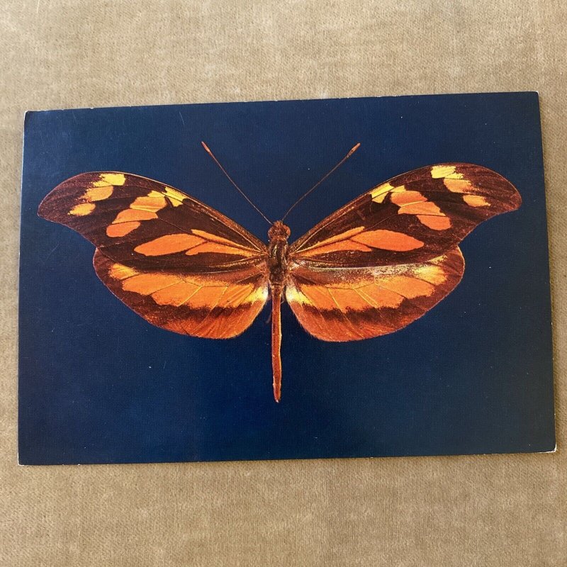 Tropical Butterflies POSTCARD British Museum of Natural History Orange Blue