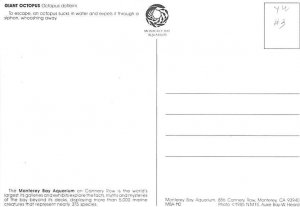 Giant Octopus Fish Unused 