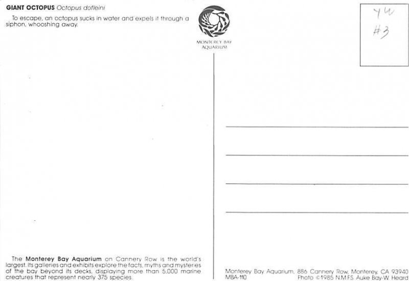 Giant Octopus Fish Unused 