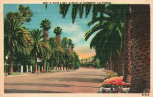 Vintage Postcard 1945 A Palm Lined Avenue Palm Trees And Flowers In Southern CA