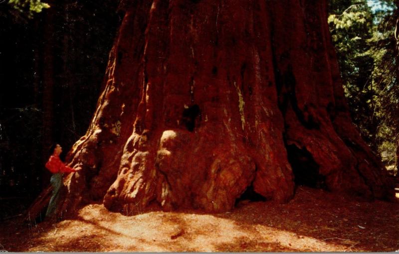 California Sequoia National Park The Washington Tree 1964
