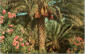 postcard California - Date Bearing Palm Trees and Oleanders