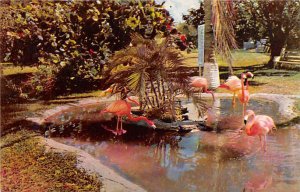 Flamingos Miami, Florida, USA Unused 