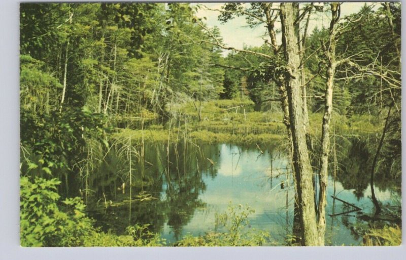Scene Near Ahmic Harbour, Neighick Lake, Ontario, Vintage Chrome Postcard