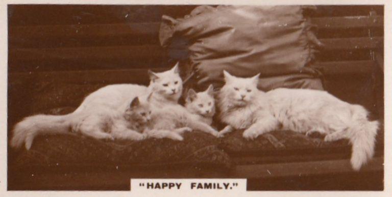 White Cat Happy Family German Old Real Photo Cats Cigarette Card