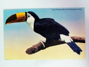 Vintage Postcard Toco Toucan New York Zoological Park Bird on a Branch