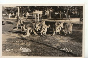 Animals Postcard - Kangaroo - Australia - Koala Park N.S.W. - Ref 9511A