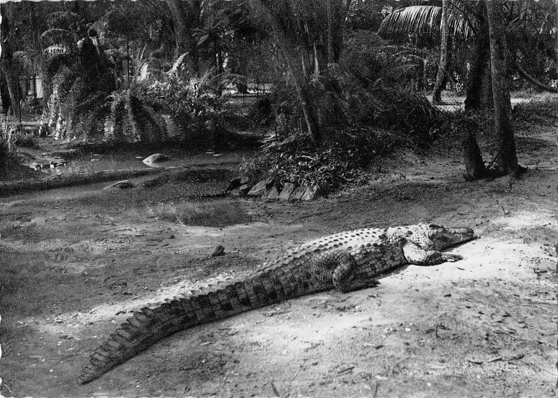 US3895 Le Congo d'Aujourd'Hui Crocodile congo africa