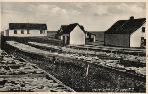 Vintage Postcard 1910s  Drying Codfish at Caraquet N.B. New Brunswick Canada CAN