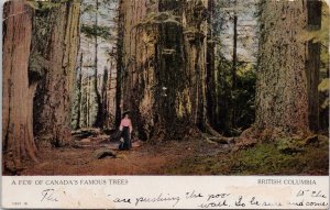 Canada's Famous Trees British Columbia 1907 Hopewell Hill NB Cancel Postcard H61